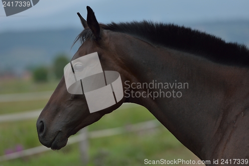 Image of horse