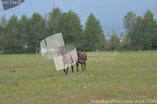 Image of horse