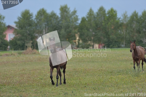 Image of horse