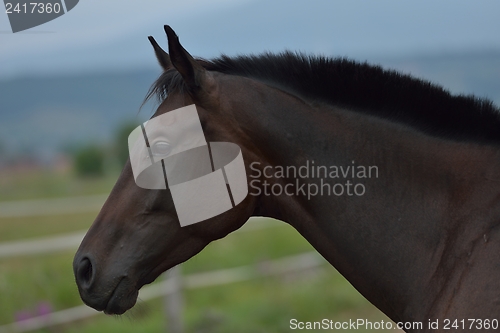 Image of horse