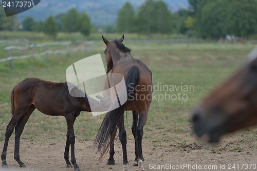 Image of horse