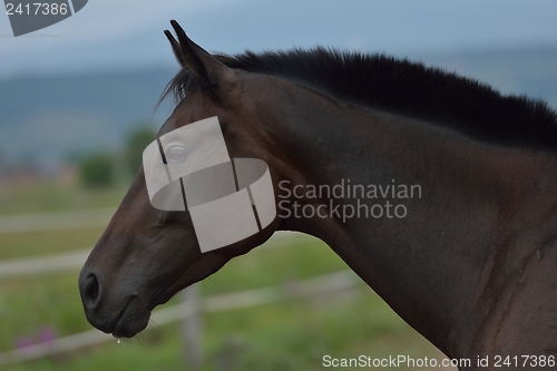 Image of horse