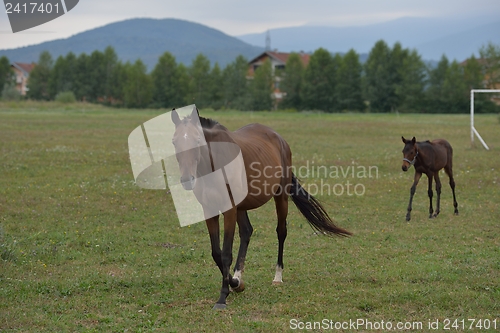 Image of horse