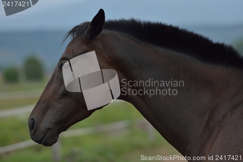 Image of horse