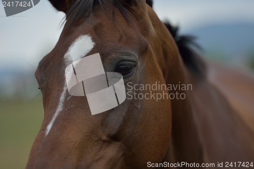 Image of horse