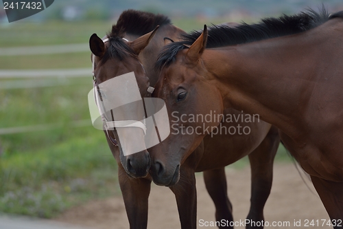 Image of horse