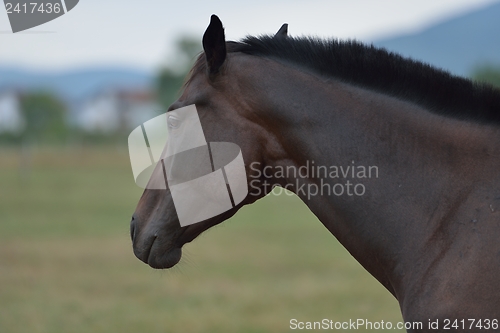 Image of horse