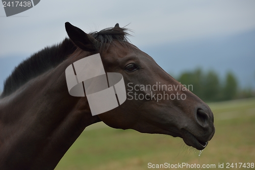 Image of horse