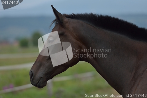 Image of horse