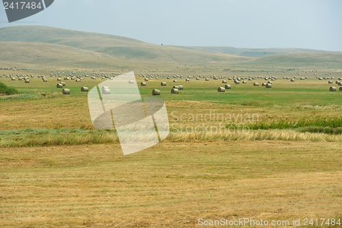 Image of summer landscape