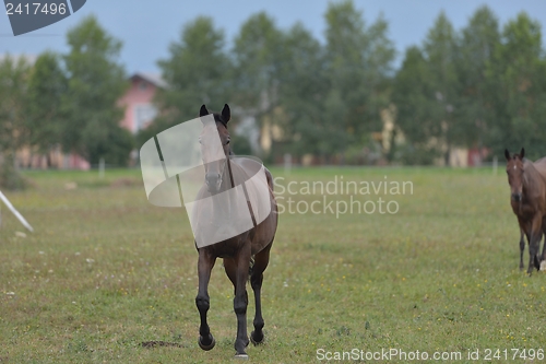 Image of horse