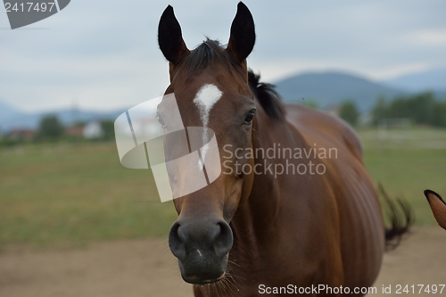 Image of horse