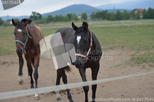 Image of horse