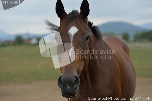 Image of horse