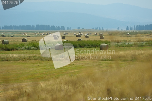 Image of summer landscape