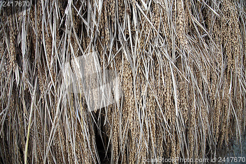 Image of Drying rice after harvest