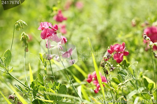 Image of Red flowers of leguminous plant