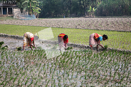 Image of Rural women working in rice plantation in Kumrokhali, West Bengal, India