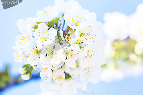 Image of Cherry blossom