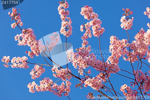 Image of Spring sakura blossom