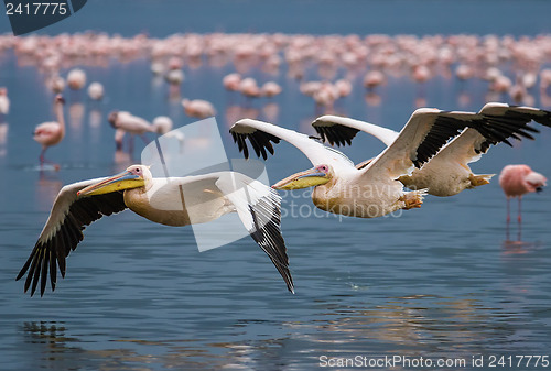 Image of Great White Pelican (Pelecanus onocrotalus)