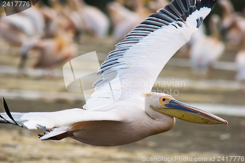 Image of Great White Pelican (Pelecanus onocrotalus)