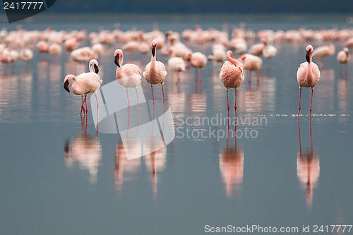 Image of Flamingos on Lake Nakuru