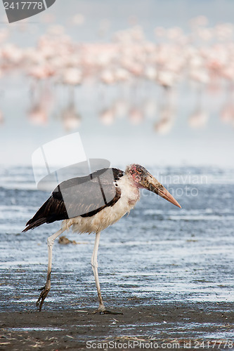 Image of Marabu Stork (Leptoptilos crumeniferus)