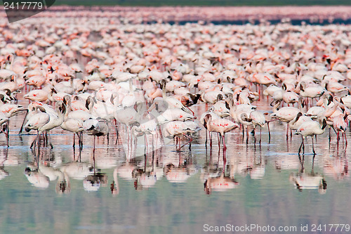 Image of Thousands of Flamingos on Lake Nakuru