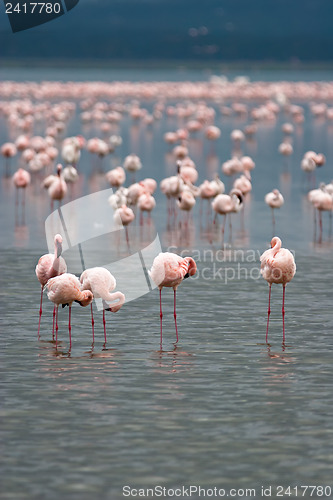 Image of Flamingos on Lake Nakuru