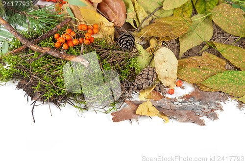 Image of autumn leaves