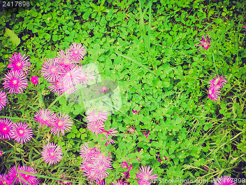 Image of Retro look Grass meadow with flowers