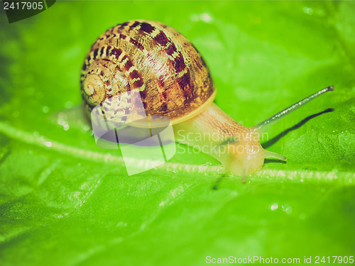 Image of Retro look Snail slug