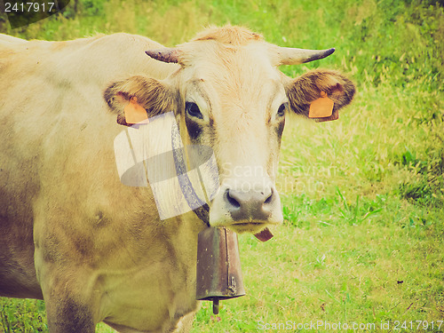 Image of Retro look Cow picture