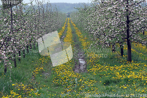 Image of Blossoming apple garden in spring