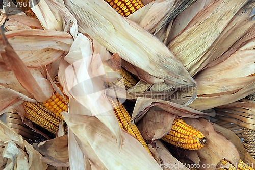 Image of Maize cobs