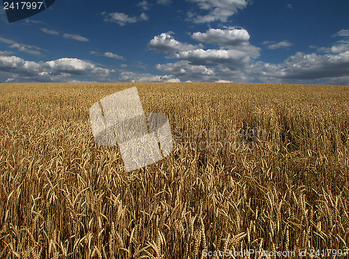 Image of Gold and Blue