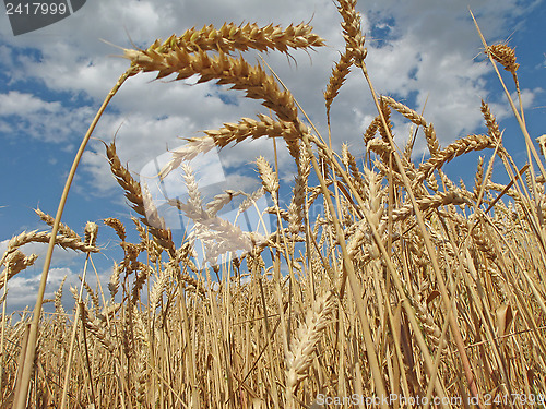 Image of Harvesting