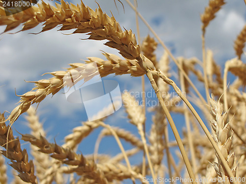 Image of Harvesting