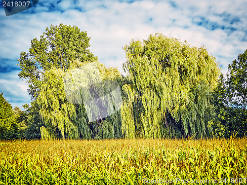 Image of weeping willows behind a corn field