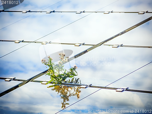 Image of Plant on solar panel