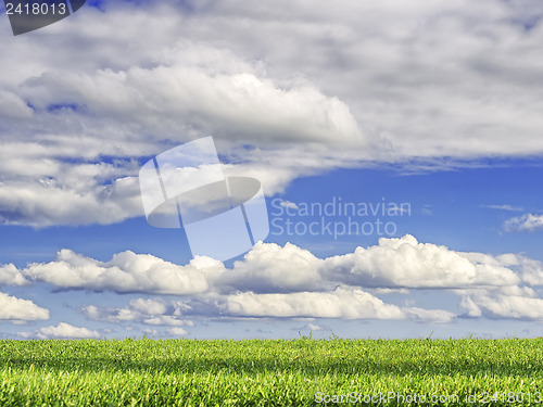 Image of green grass and blue sky