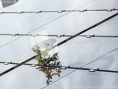 Image of Solar panel with plant