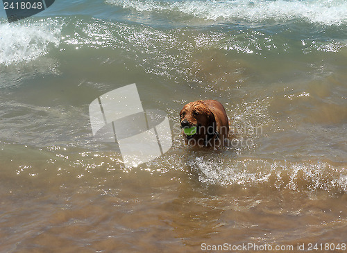 Image of Dog on the shore of the sea plays in the water.