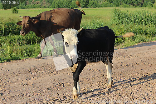 Image of cows coming back from pasture