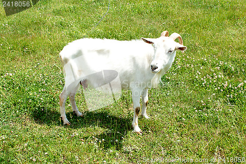 Image of goat grazing on a green pasture