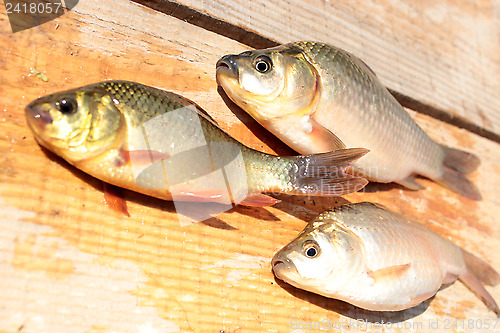 Image of caught red and white crucians on the wood