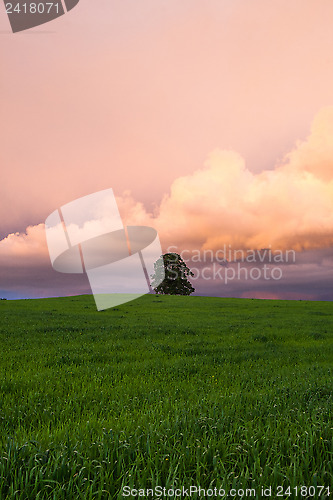 Image of Lonely tree on the barley field