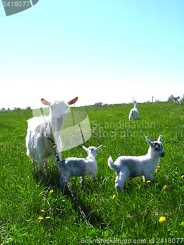 Image of Goat and kids running on a pasture