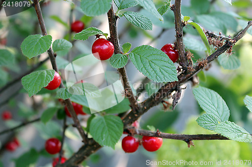 Image of red berry of ripe cherry hanging on the branch
